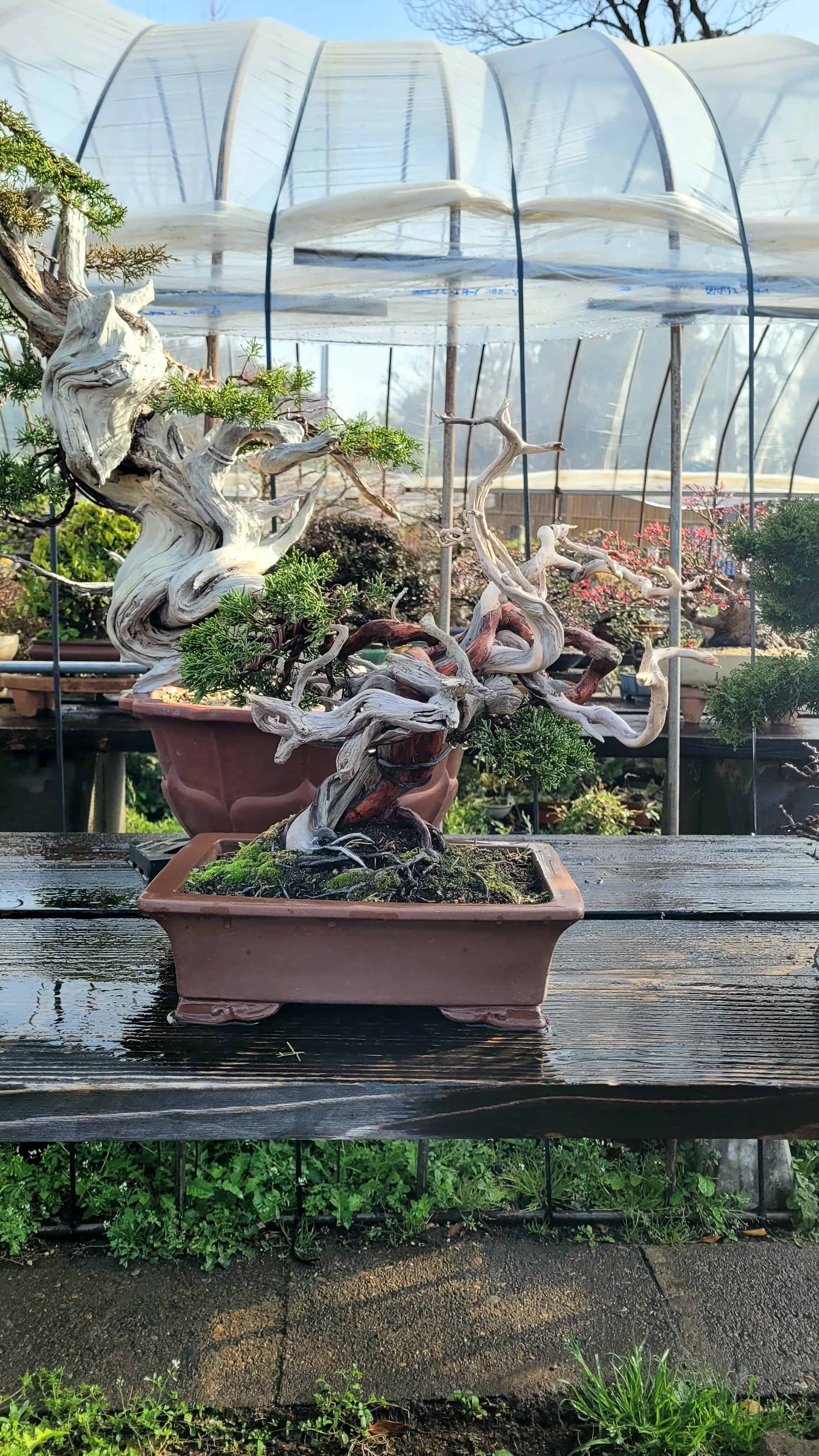 A juniper bonsai tree from omiya in Japan